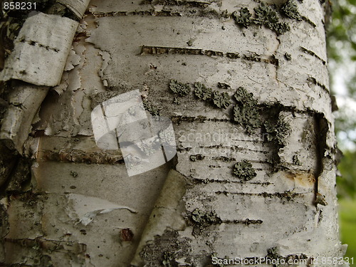 Image of birch bark