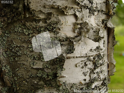 Image of birch bark