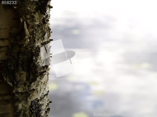 Image of birch bark and lake