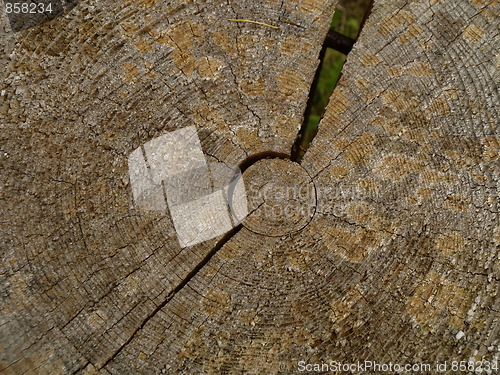 Image of Dried tree slice