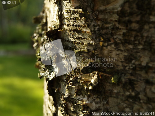 Image of birch bark