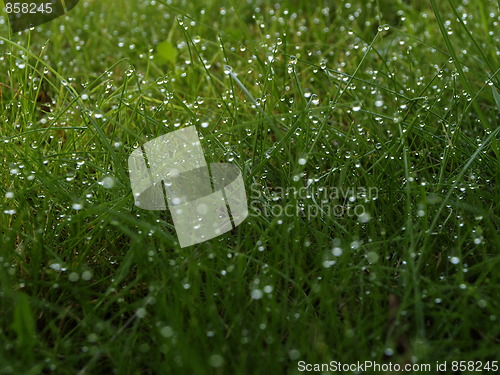 Image of Grass at dew