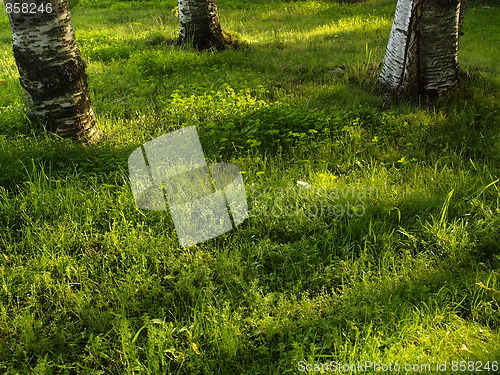 Image of Grass and three trees