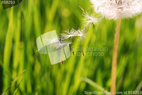 Image of dandelion