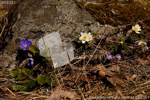 Image of wild anemones