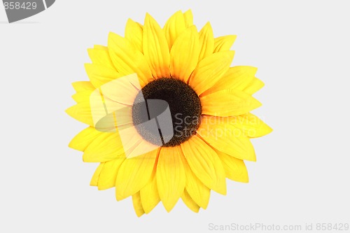 Image of sunflower isolated on white background