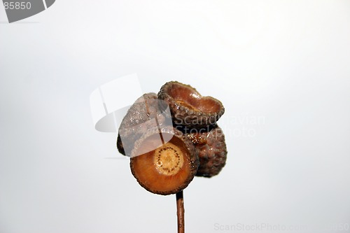 Image of acorn