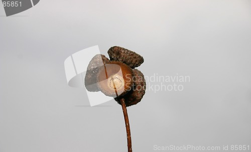 Image of acorn