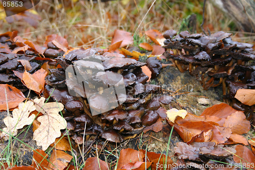 Image of fungus