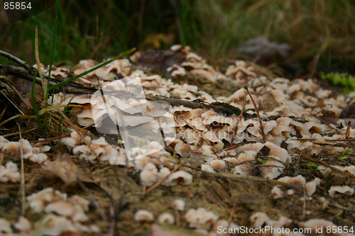 Image of fungus