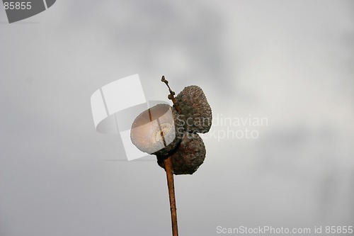 Image of acorn