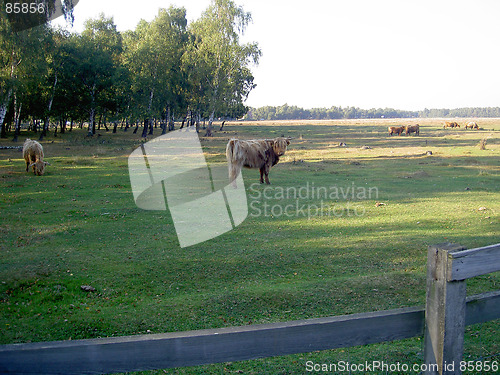 Image of highlandcattle