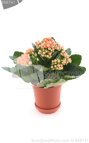 Image of Kalanchoe with red flower in pot