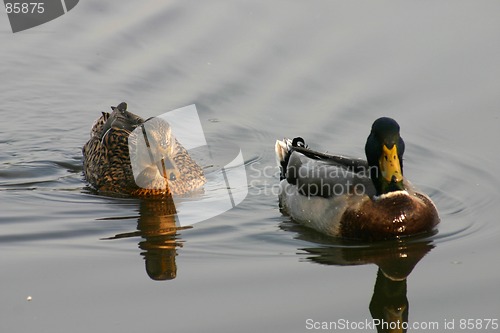 Image of birds