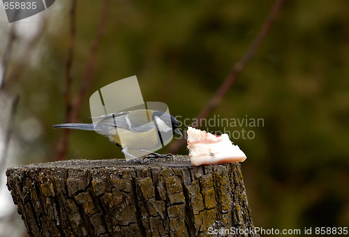 Image of Great Tit - Parus major