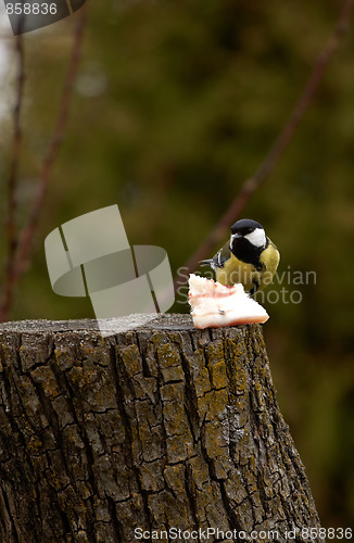 Image of Great Tit - Parus major