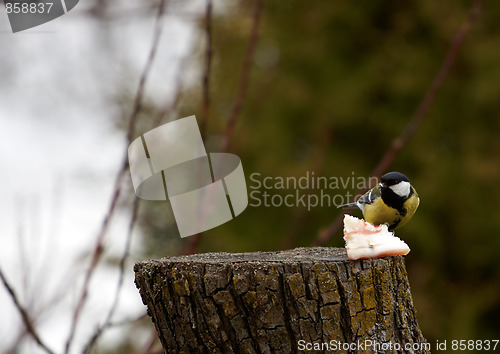 Image of Great Tit - Parus major