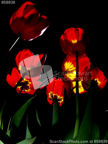 Image of Tulips illuminated in night