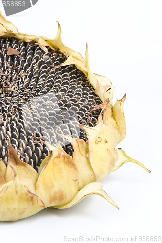 Image of sunflower