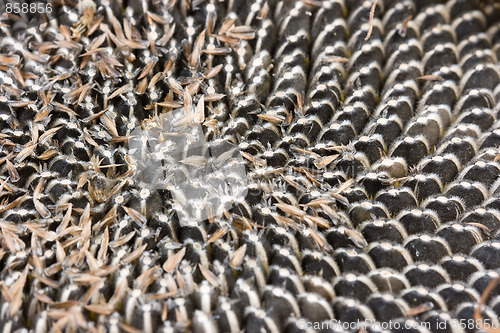 Image of sunflower