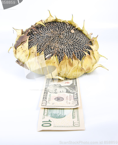 Image of sunflower