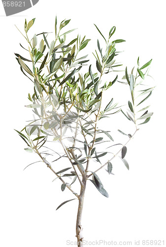 Image of isolated tree