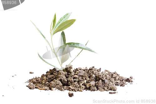 Image of isolated tree
