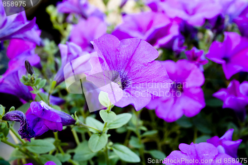 Image of Purple petunias