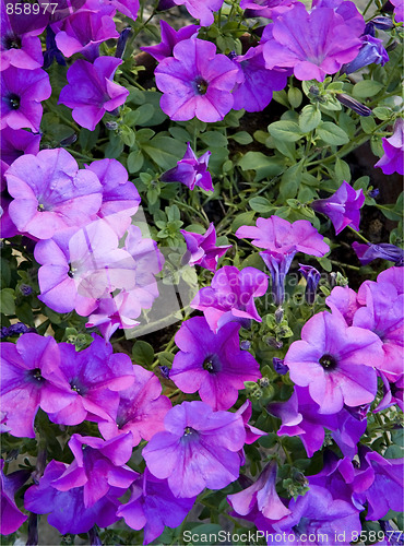 Image of Violet petunias