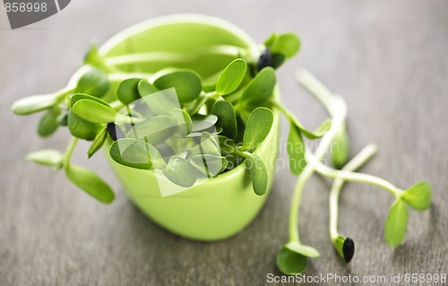 Image of Green sunflower sprouts in a cup