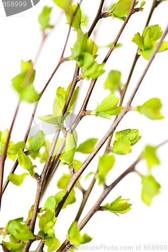 Image of Branches with green spring leaves