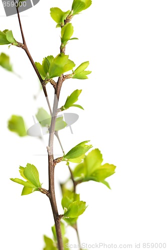 Image of Branches with green spring leaves