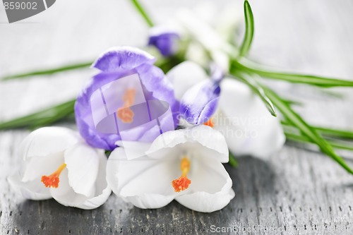 Image of Spring crocus flowers