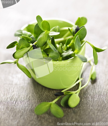 Image of Green sunflower sprouts in a cup