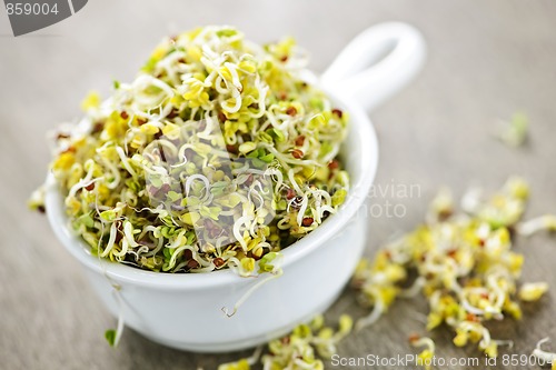 Image of Alfalfa sprouts in a cup