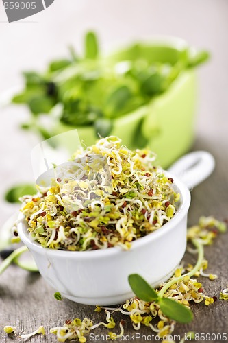 Image of Sprouts in cups