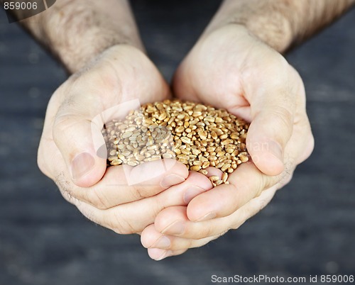 Image of Hands holding grain