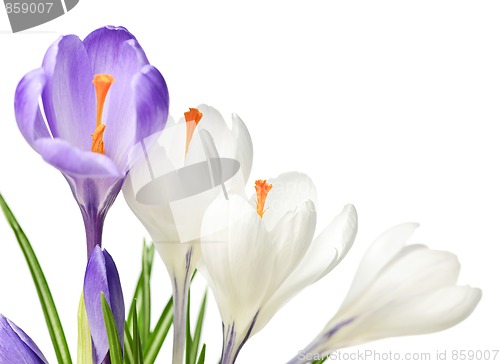 Image of Spring crocus flowers