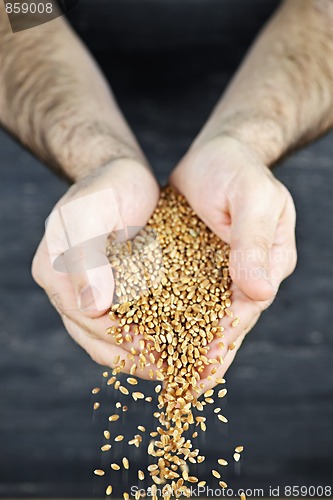 Image of Hands pouring grain