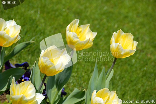 Image of Yellow tulips