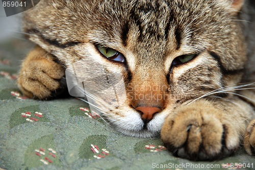 Image of Sleeping cat portrait waking up