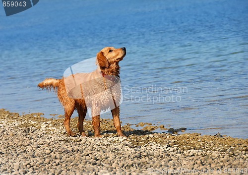 Image of Golden retriever