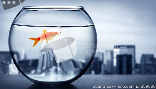 Image of Goldfish