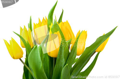 Image of Bouquet of tulips