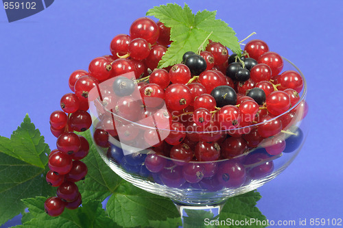 Image of Currants