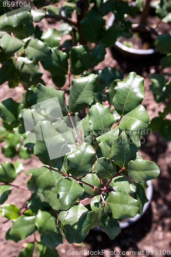 Image of Bay Leaves