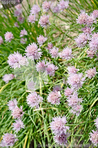 Image of Chives