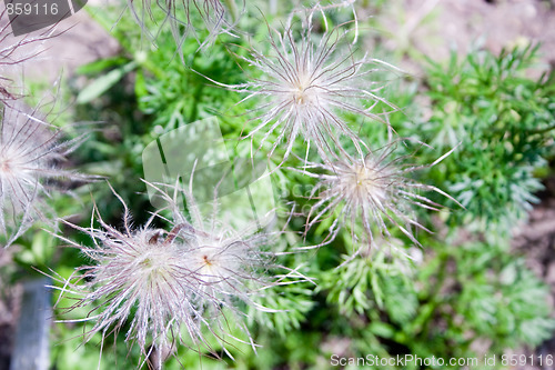 Image of Küchenschelle - Pulsatilla