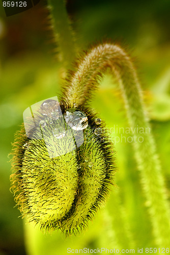 Image of Closed Flower with Water Drops