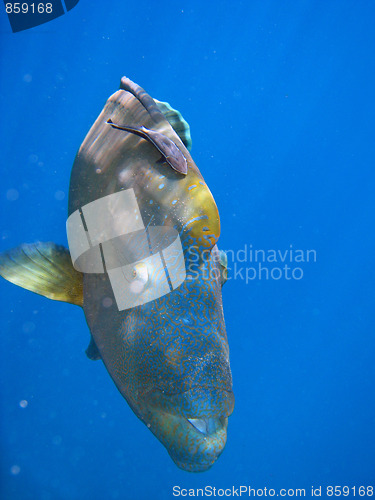 Image of Humphead Maori Wrasse, Australia